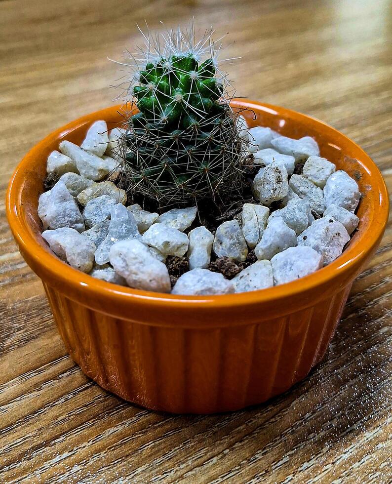Embrace the beauty of simplicity with this charming cactus nestled in a vibrant orange bowl photo