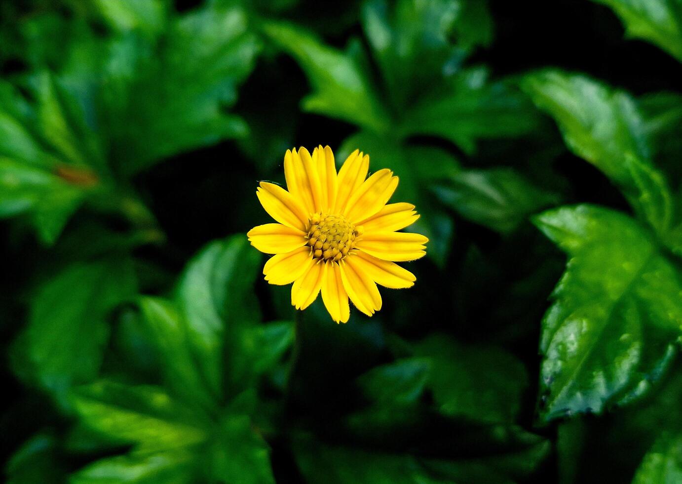 A solitary yellow flower emerges from a sea of green leaves, symbolizing hope and the beauty of individuality photo