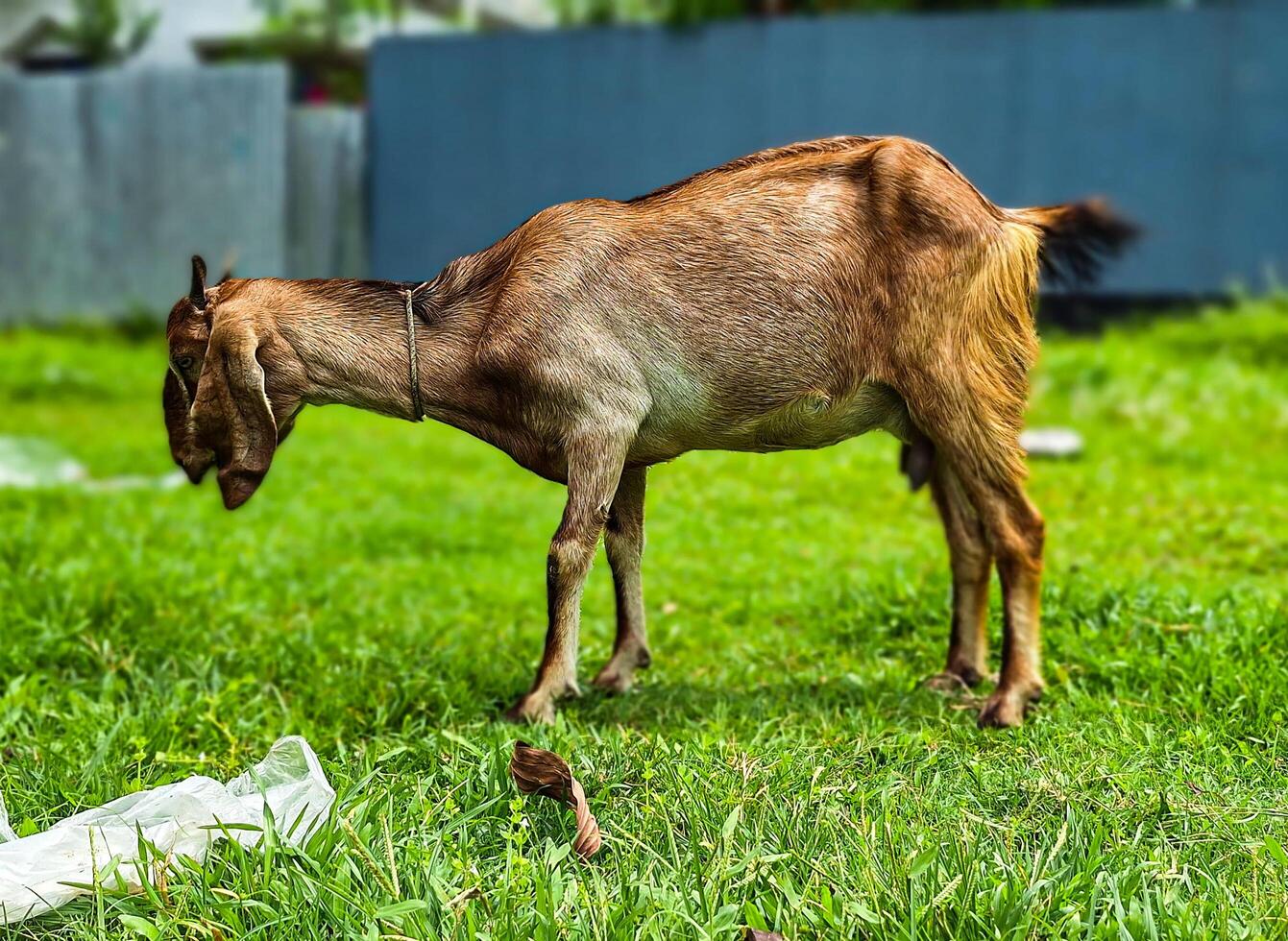A delightful moment captured as this small goat enjoys a meal on the dirt road photo