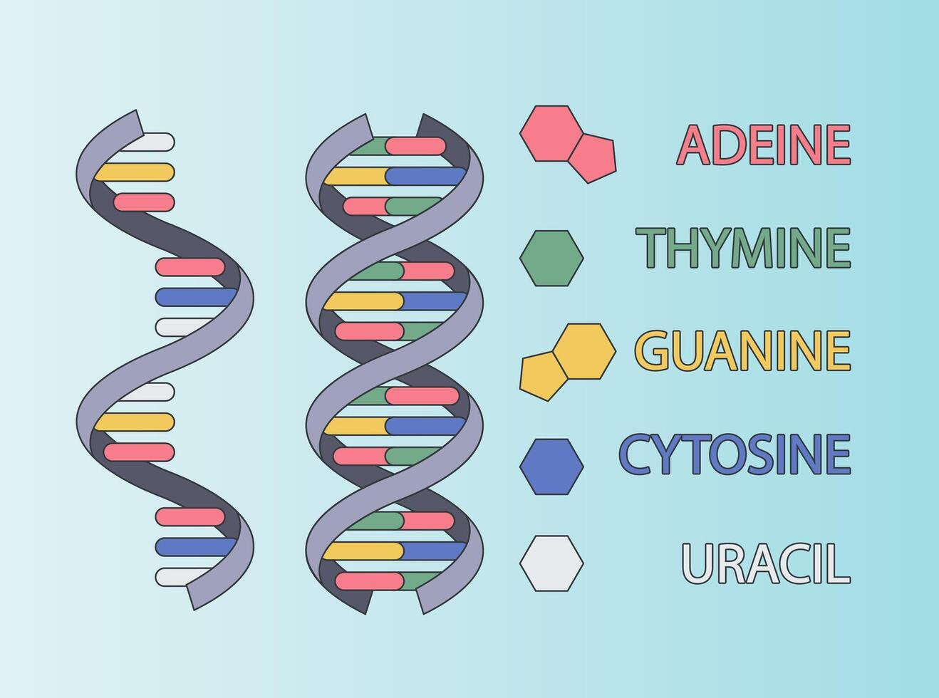 DNA illustration. Model of the molecular structure of DNA strands. Genetic engineering concept. Medical Education Illustration vector