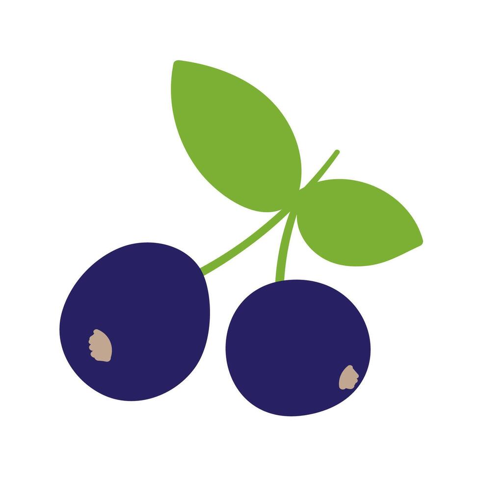 Blackcurrant. Berries. Healthy food. Hand drawn illustration on white background. vector