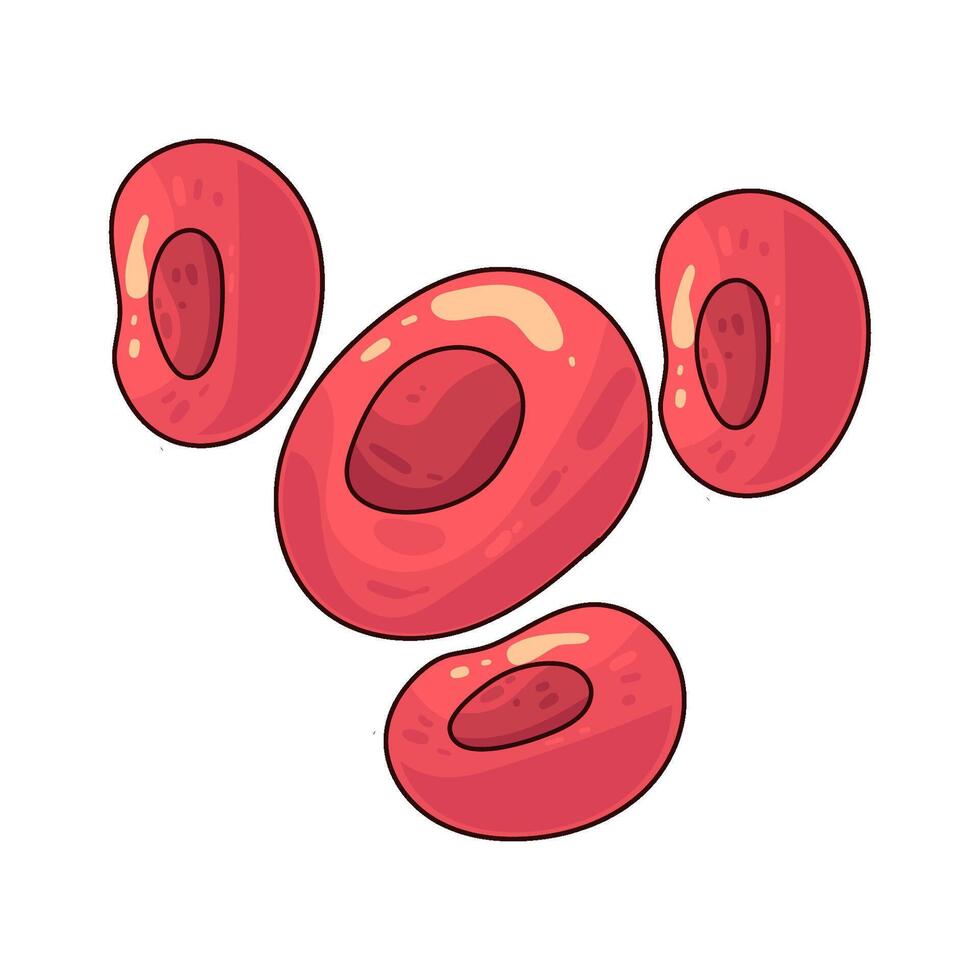 Blood Cells illustration vector