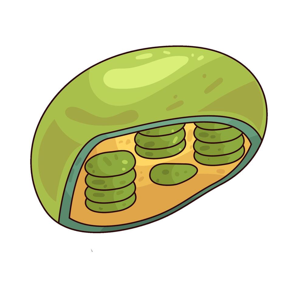 illustration of Chloroplast vector
