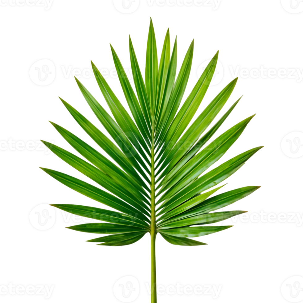 Tropical Green Palm Leaf on Transparent Background png
