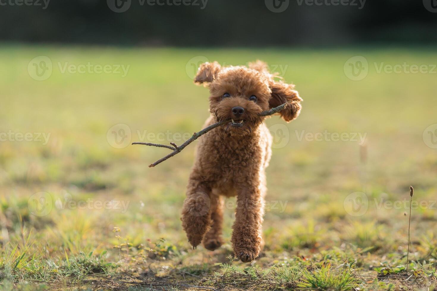 Brown toy poodle biting a soft wooden stick in mouth running towards the camera, trained, on grass. Happy toy poodle in the park photo