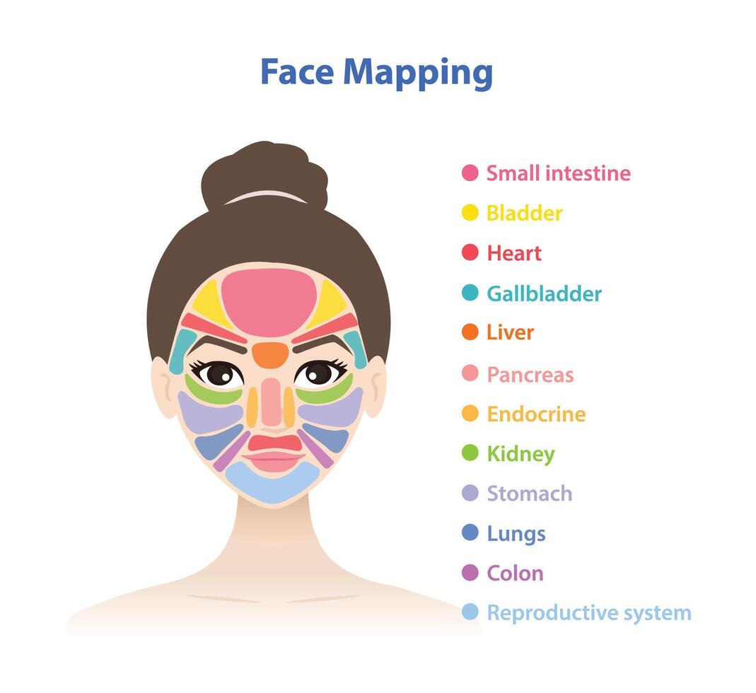 The woman face with face mapping illustration isolated on white background. Diagram of chinese face map reveals internal body issues from pimples, rashes, change of skin color, tone, dryness. vector