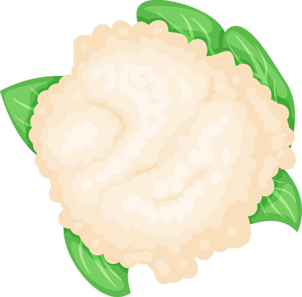 Illustration of a fresh cauliflower head surrounded by vibrant green leaves, showcasing its natural texture and organic appeal. Perfect for topics on healthy eating and vegetarian cuisine vector