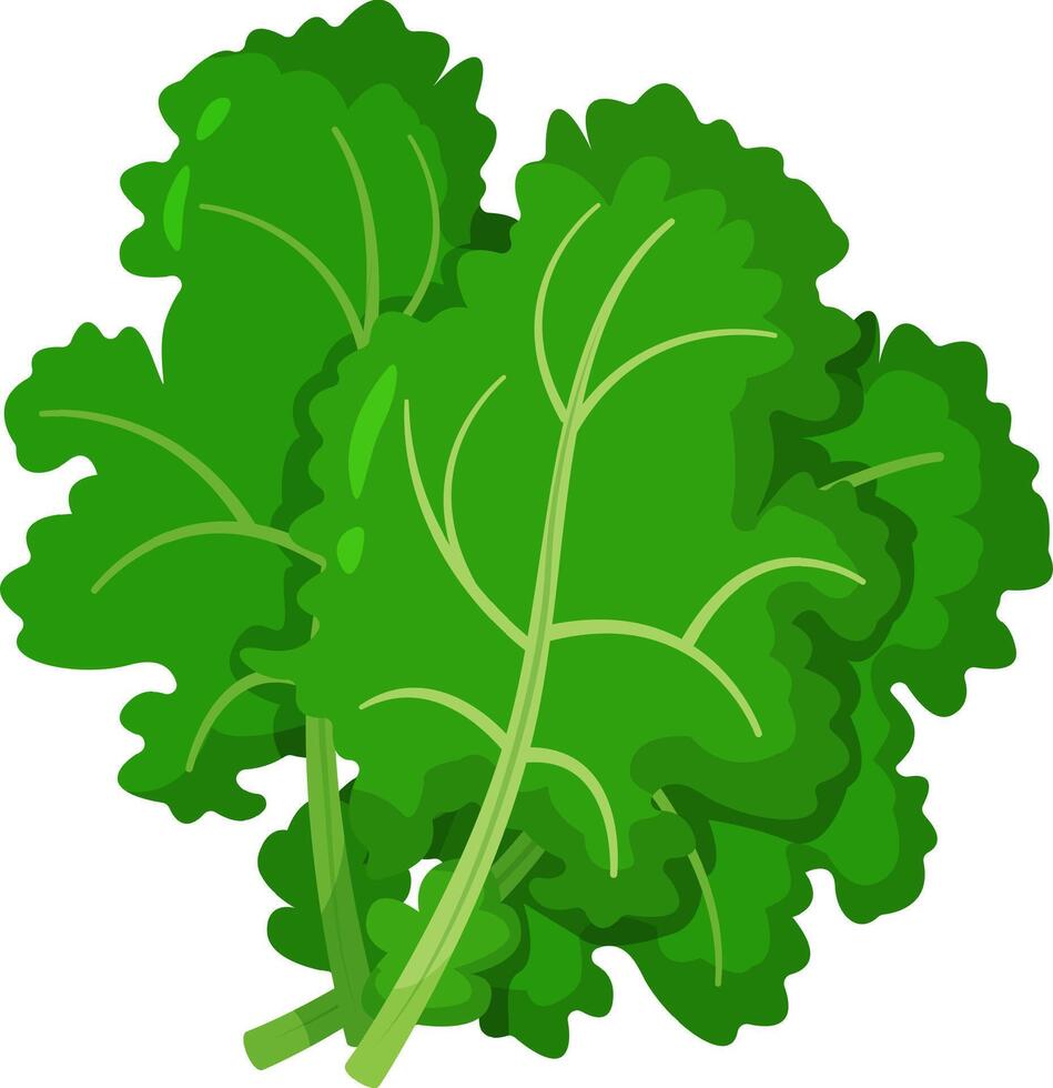 Vibrant illustration of fresh green kale leaves, showcasing detailed textures and rich colors. Perfect for promoting healthy eating, nutrition, and organic food concepts vector