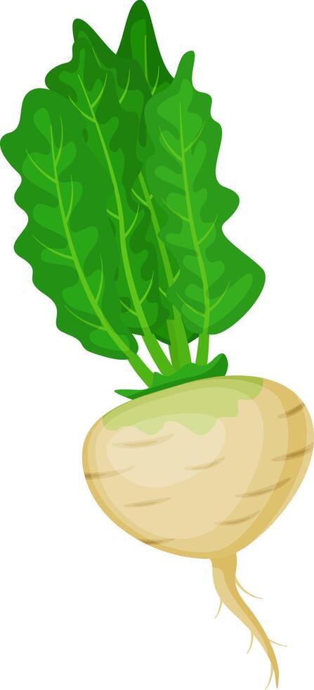 Turnip with large, vibrant green leaves thriving in nutrient rich soil, ready for harvest and perfect for creating delicious, healthy culinary dishes and vibrant seasonal meals vector