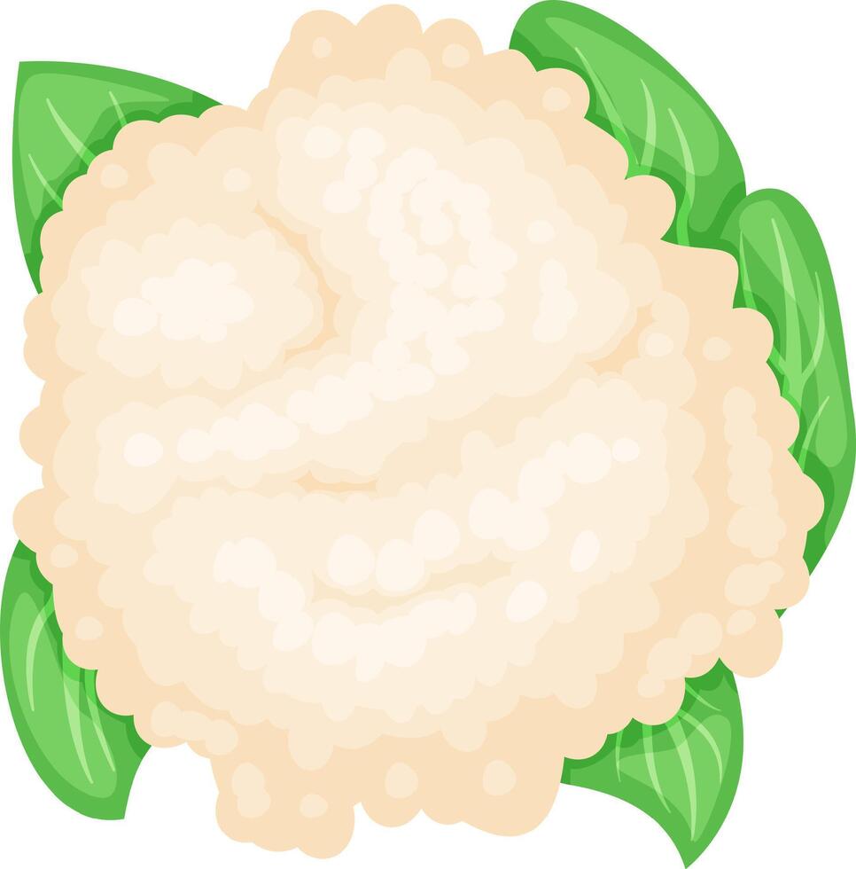 Cauliflower head with vibrant green leaves, embodying healthy eating and vegetarian cuisine, offering a fresh and nutritious ingredient for culinary creations vector