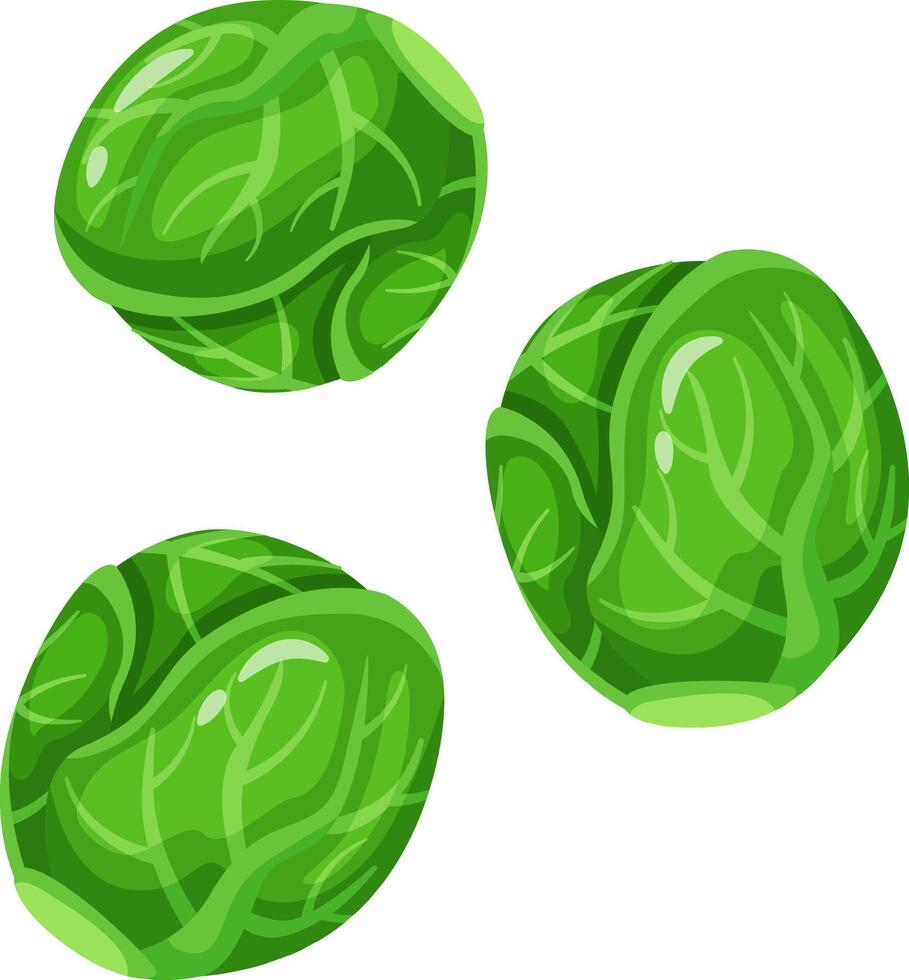 Three vibrant green brussels sprouts showcasing intricate leaf patterns. The illustration highlights the fresh and healthy appearance of these nutritious vegetables vector