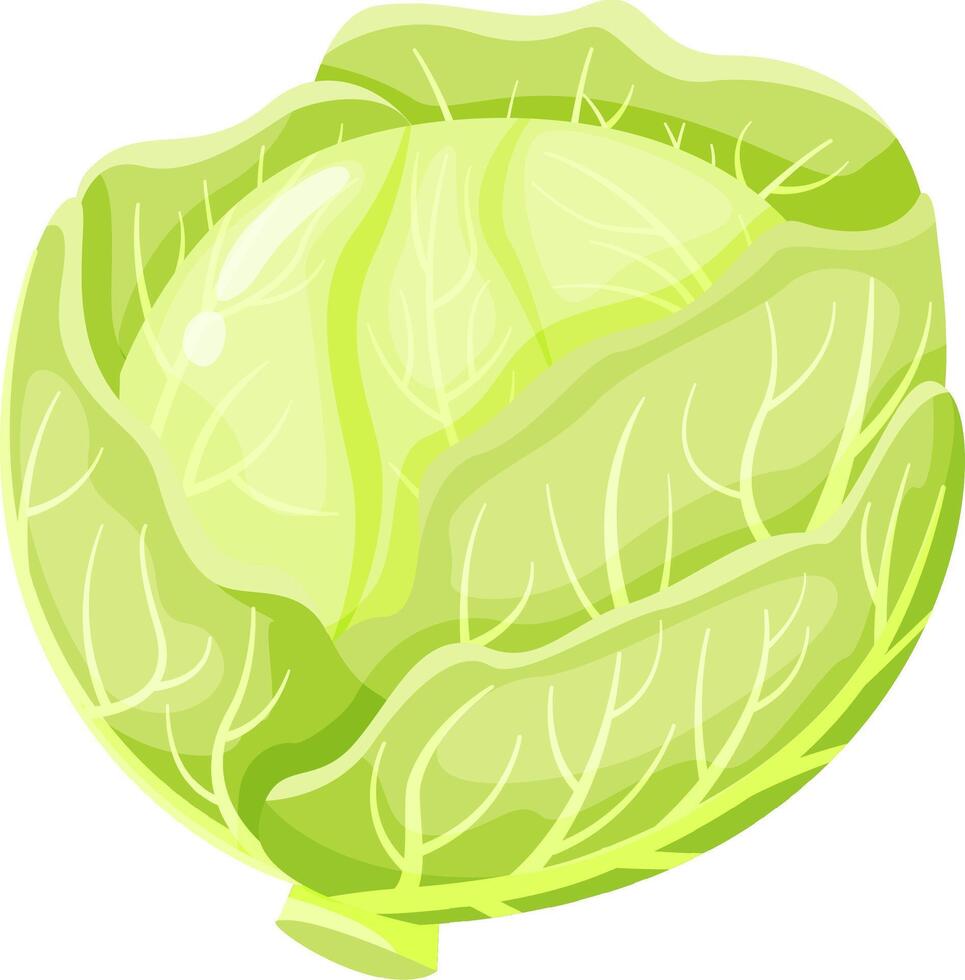 Vibrant illustration of fresh green cabbage highlighting detailed leaf texture and natural patterns, emphasizing the vegetable's organic freshness and healthy appeal vector