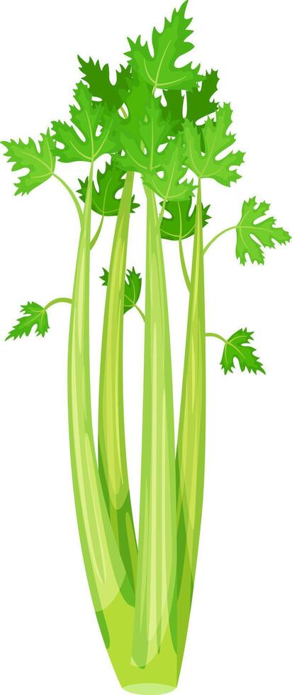 Fresh green celery stalks with leaves are growing on a white background, creating a vibrant and healthy image perfect for food, nutrition, or healthy lifestyle projects vector