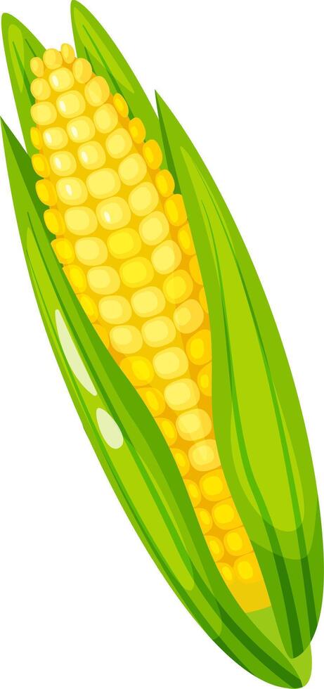 Ripe corn cob, partially covered by vibrant green leaves, reveals a close up view of plump kernels, highlighting the freshness and natural beauty of the maize vector