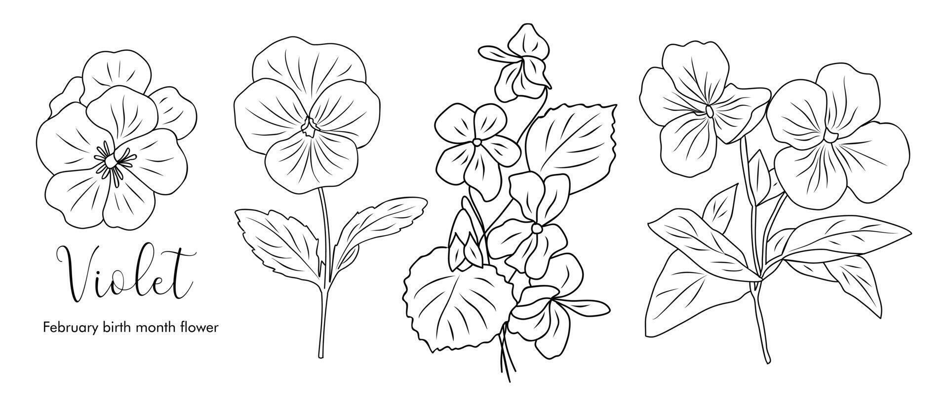 Set of Violet February Birth month flowers line art vector