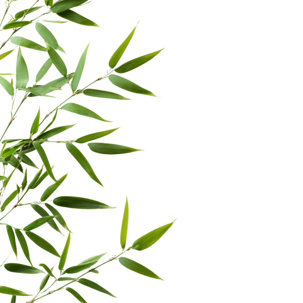 Fresh bamboo leaves arranged elegantly on a transparent background showcasing natural beauty, bamboo leaves on transparent background png
