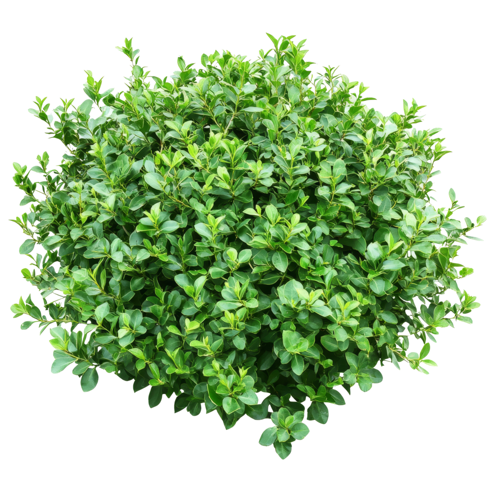 Vibrant green bush isolated on a transparent background perfect for design projects and creative applications, green bush isolated on transparent background cutouts png