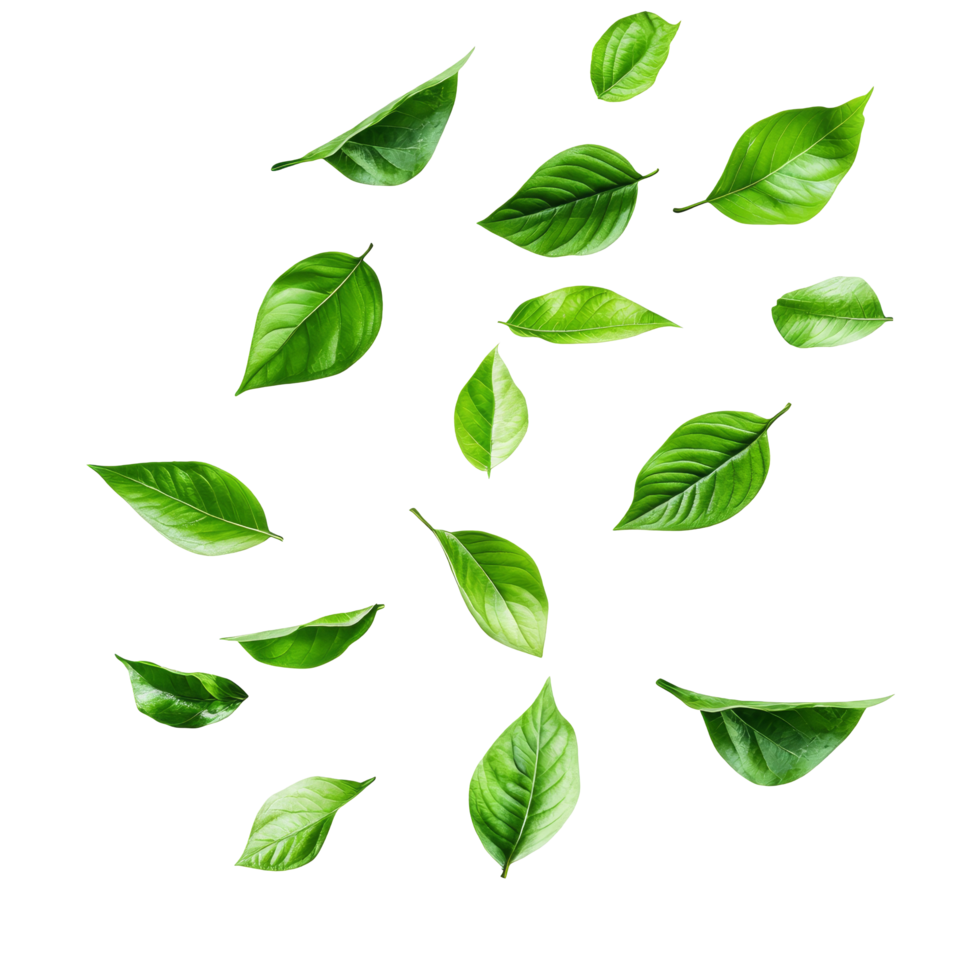 Flying green leaves in various shapes and sizes isolated against a clean transparent background for natureinspired design, flying green leaves isolated on transparent background png
