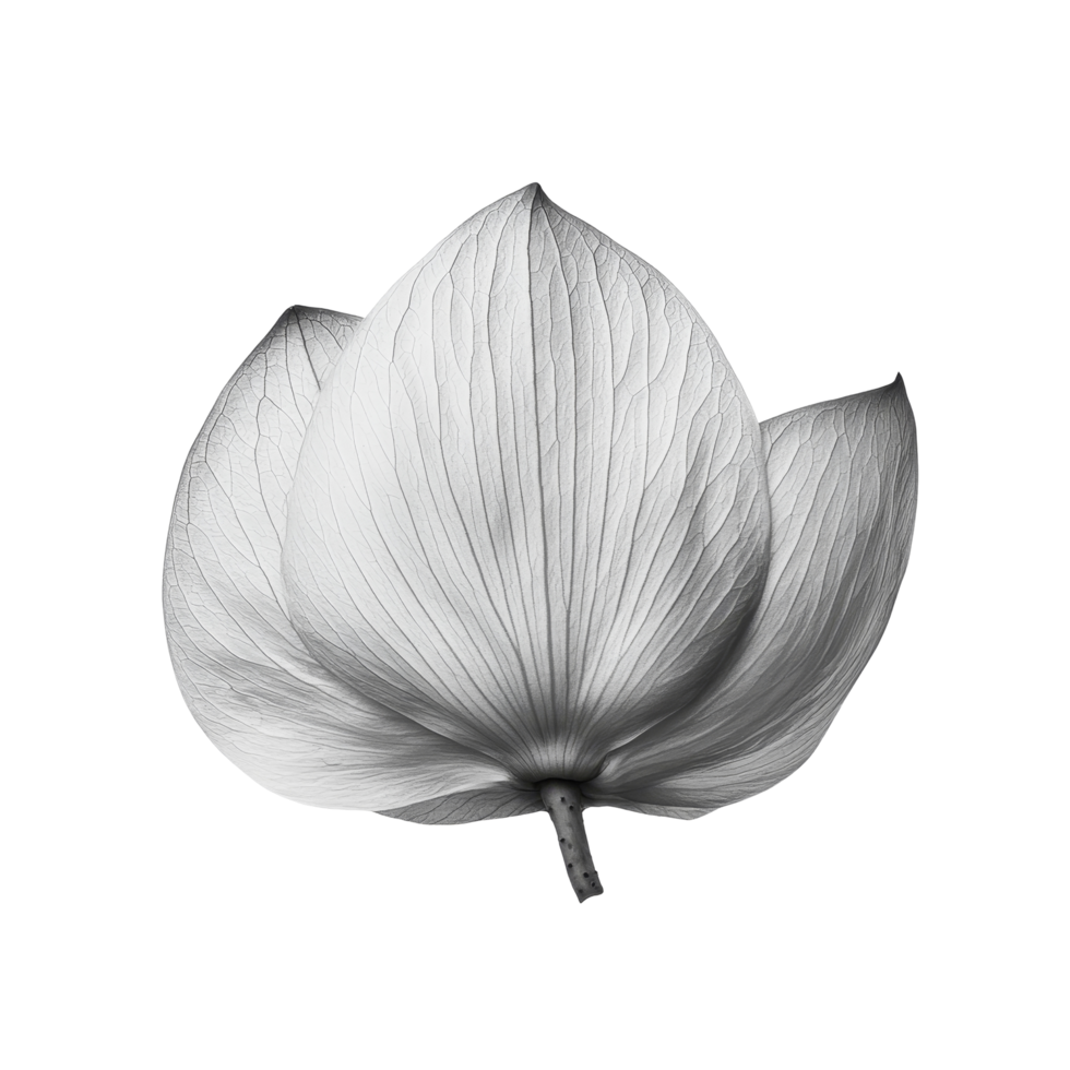 Elegant black and transparent lotus petal gracefully displayed against a minimalistic transparent background, lotus petal black and transparent on transparent background png
