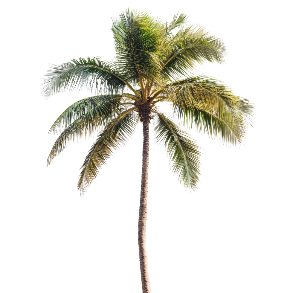 A tall palm tree with lush green fronds reaching towards a bright transparent background in a tropical setting, palm tree on transparent background png