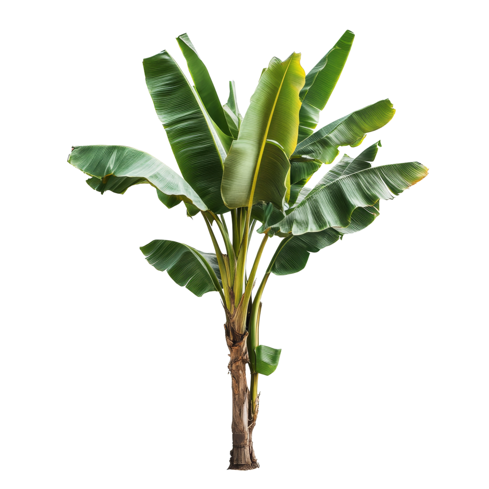 Real banana tree with vibrant green leaves against a clean transparent background in a tropical setting, Banana Tree on transparent background, real banana tree green leaf isolate die cut file png