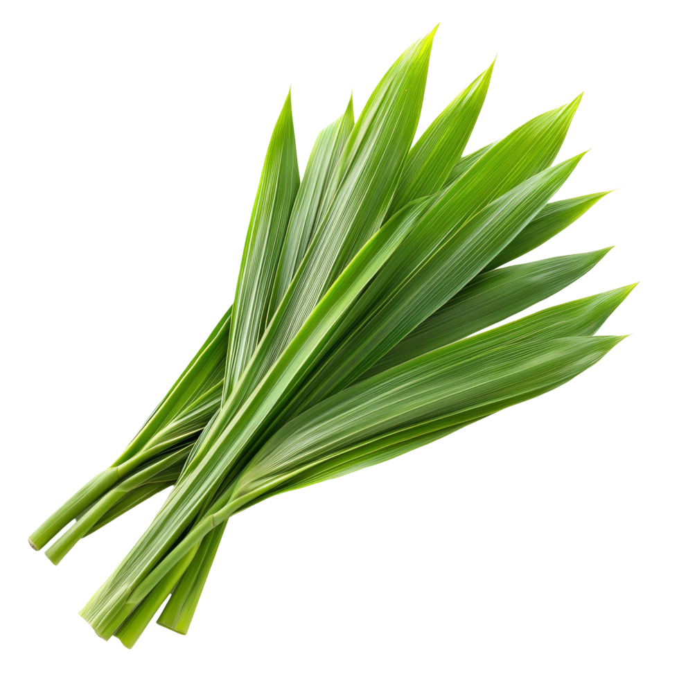 Fresh pandan leaves isolated on a transparent background for culinary and decorative uses in various cuisines, pandan leaves isolated on transparent background png