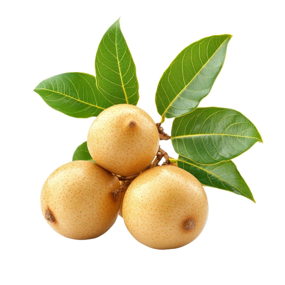 Fresh longan fruit with vibrant green leaves displayed on a clean transparent background for a natural look, Longan with leaves isolated on transparent background png