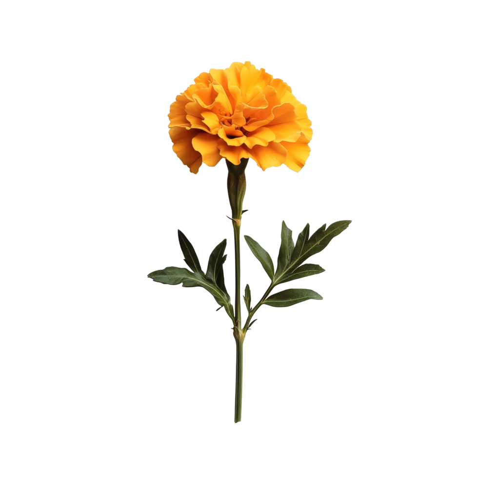 Bright marigold flower with lush green leaves on a clean transparent background showcasing its vibrant beauty, marigold flower on transparent background png