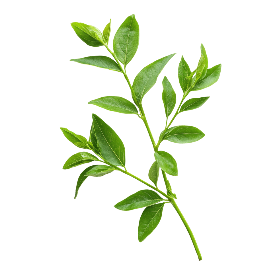 Fresh Kariyat leaves, known for their health benefits, displayed on a light background, Kariyat or Andrographis paniculata green leaves isolated on a transparent background png