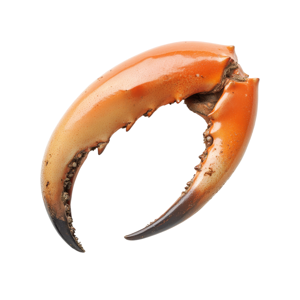 Isolated crab claw displayed on a transparent background showcasing its natural colors and intricate details, a red crab top view isolated on transparent background png