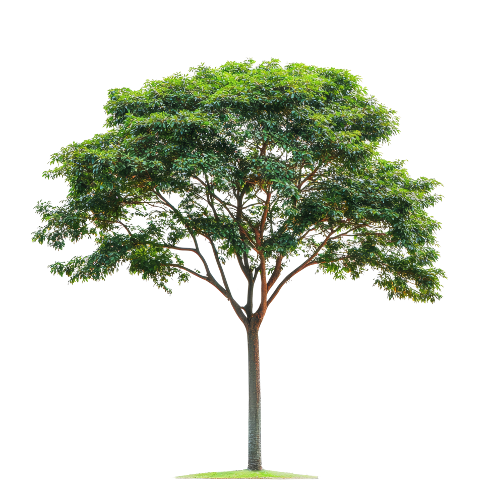 A solitary green tree with lush leaves isolated against a clean transparent background for naturethemed designs, Tree on transparent background, real tree green leaf isolate die cut file png