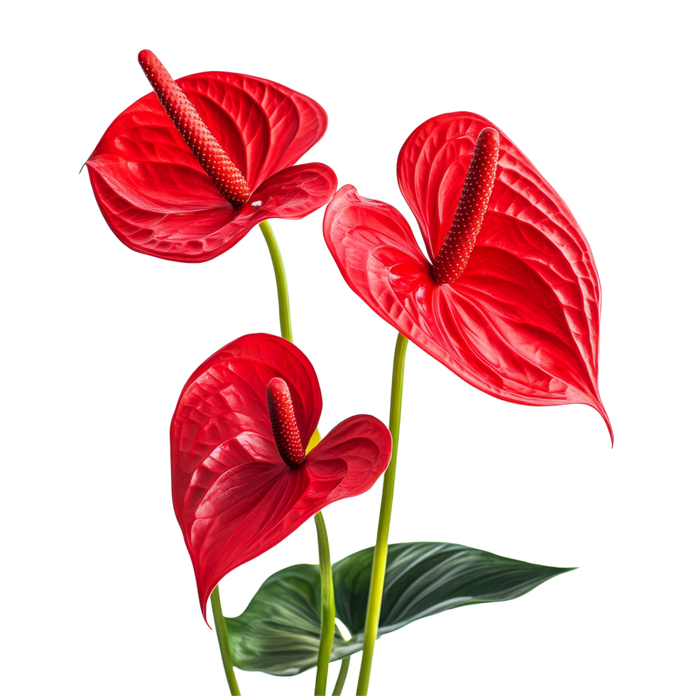 Vibrant anthurium flowers on a transparent background showcasing their natural beauty and structure, anthurium flowers isolated transparent background png