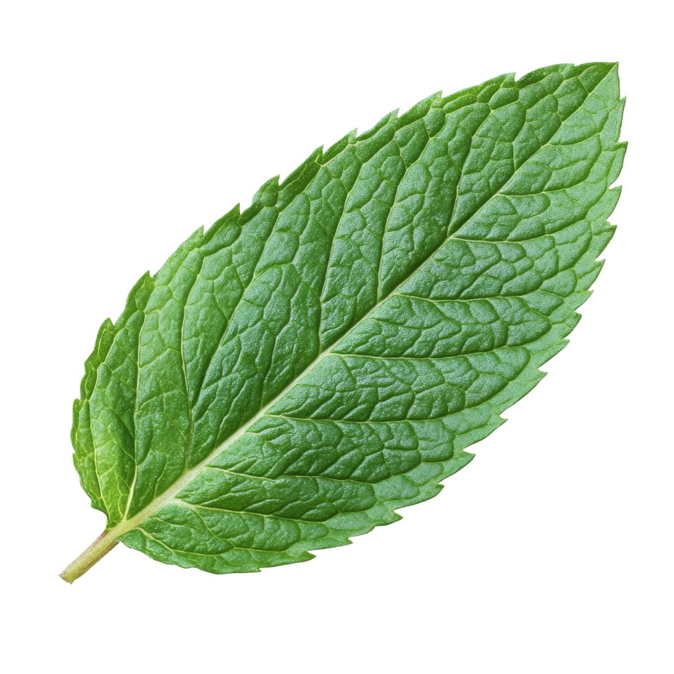 Fresh mint leaf herb isolated on a clean transparent background for culinary and aromatic uses, mint leaf herb isolated on transparent background png