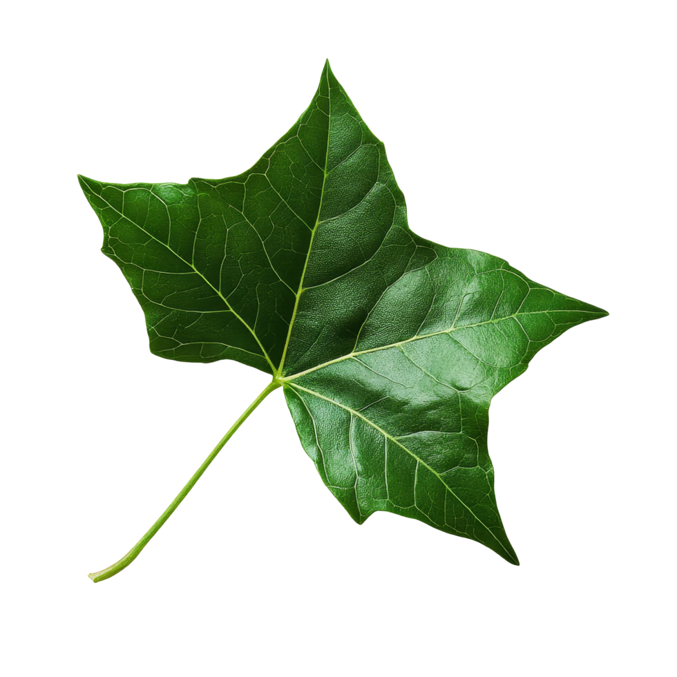 Green ivy leaf resting on a clean transparent background showcasing its vibrant color and intricate texture, Green ivy leaf on transparent backgroundfile png