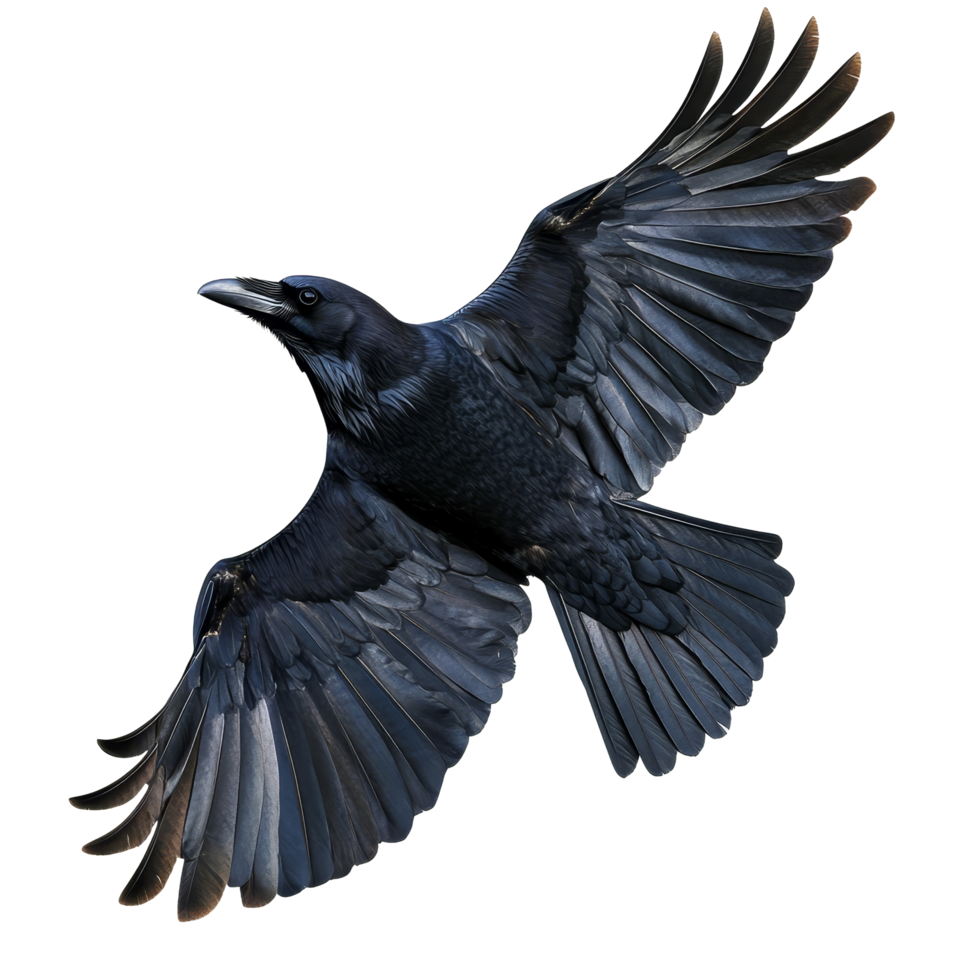 A raven in flight showcasing detailed feathers on a transparent background, flying raven, file of isolated object on transparent background png