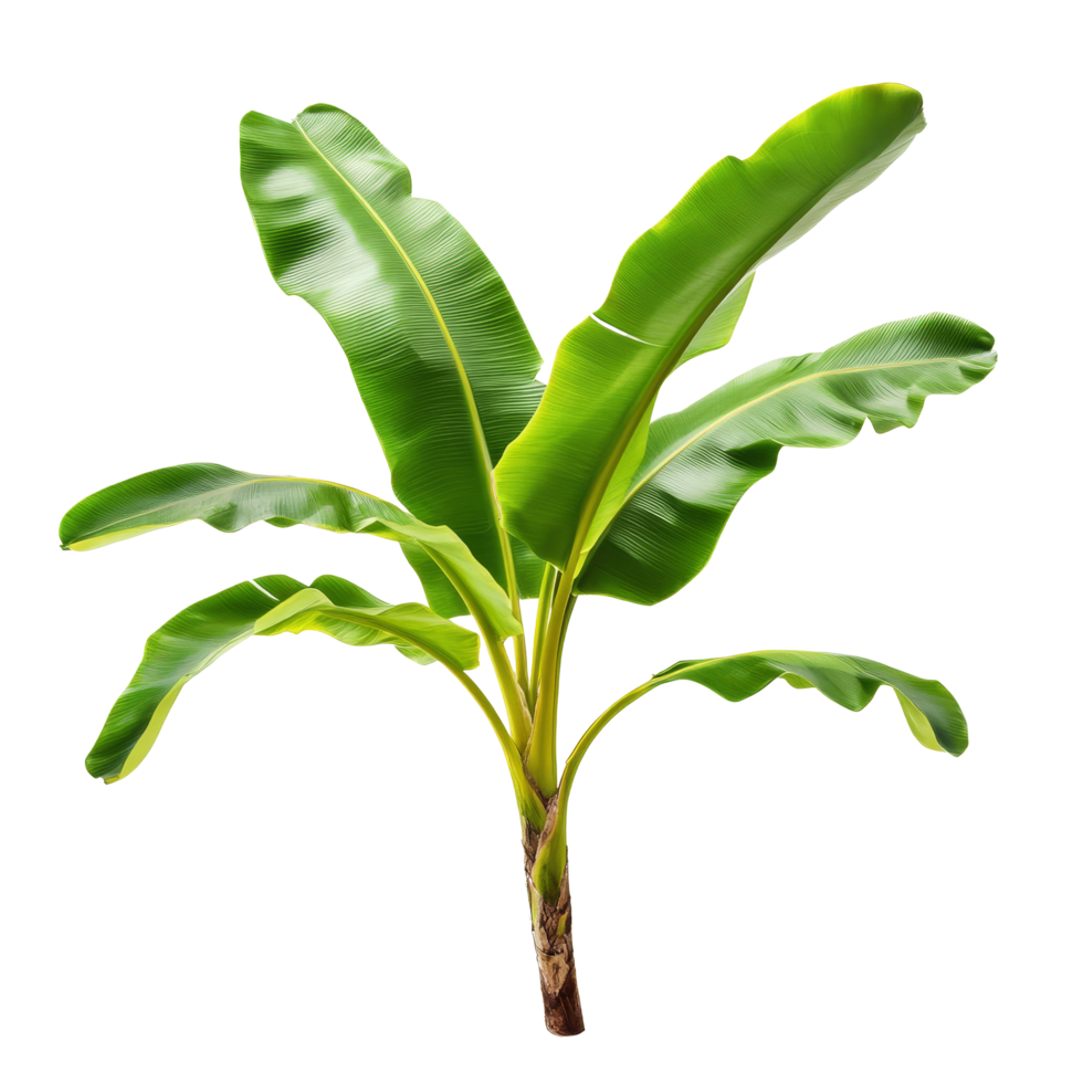 Fresh banana branch with vibrant leaves on a transparent background for creative use, banana branch with leaves isolated transparent background png