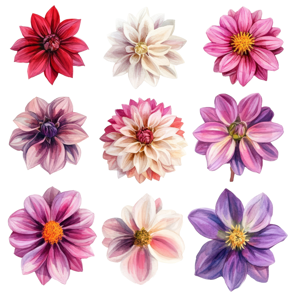 A beautiful collection of watercolor clipart showcasing dahlia flowers in various colors and designs arranged aesthetically, row of colorful tulip flowers, file of isolated object on transparent png