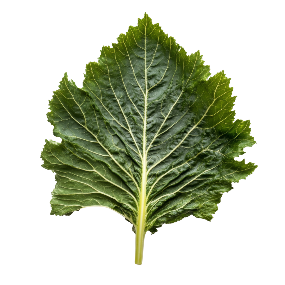Fresh organic gunnera leaves displayed on a clean transparent background showcasing their vibrant texture and shape, Fresh organic grape with leaves on transparent background png