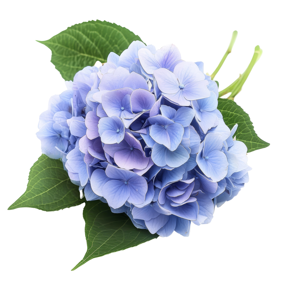 A beautiful bouquet of hydrangeas flowers on a transparent background with green leaves, Bouquet of hydrangeas flowers, isolated on transparent background png