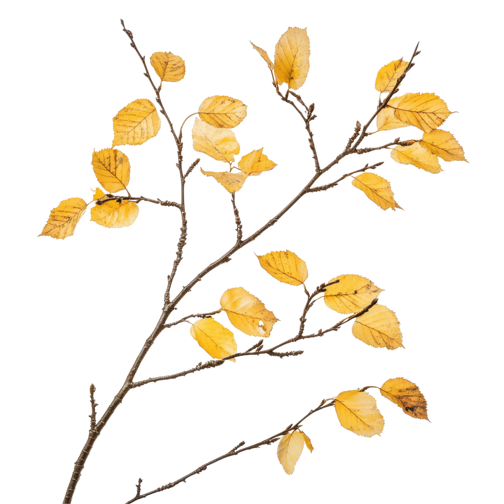 Birch branch with dry autumn yellow leaves captured in a serene moment of seasonal change, birch branch with dry autumn yellow leaves, file of isolated object on transparent background png