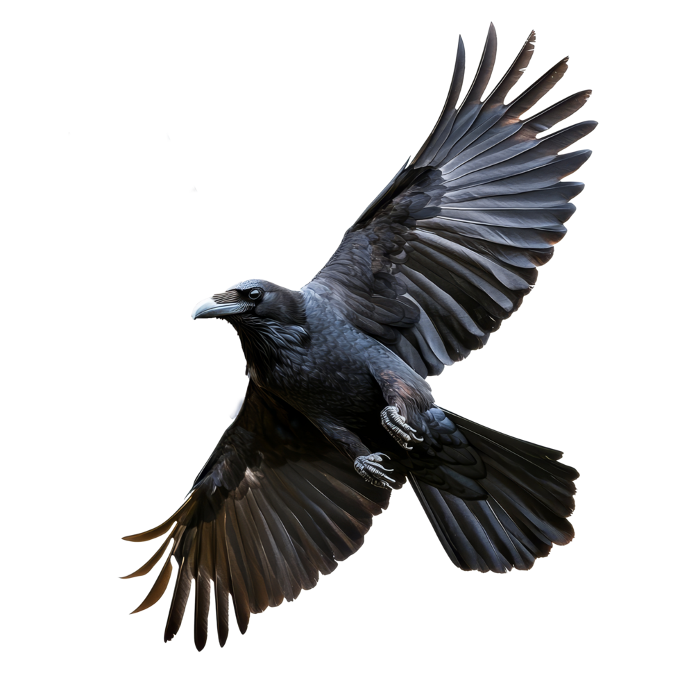 A raven soars against a transparent background, flaunting its impressive wingspan and glossy feathers, flying raven, file of isolated object on transparent background png