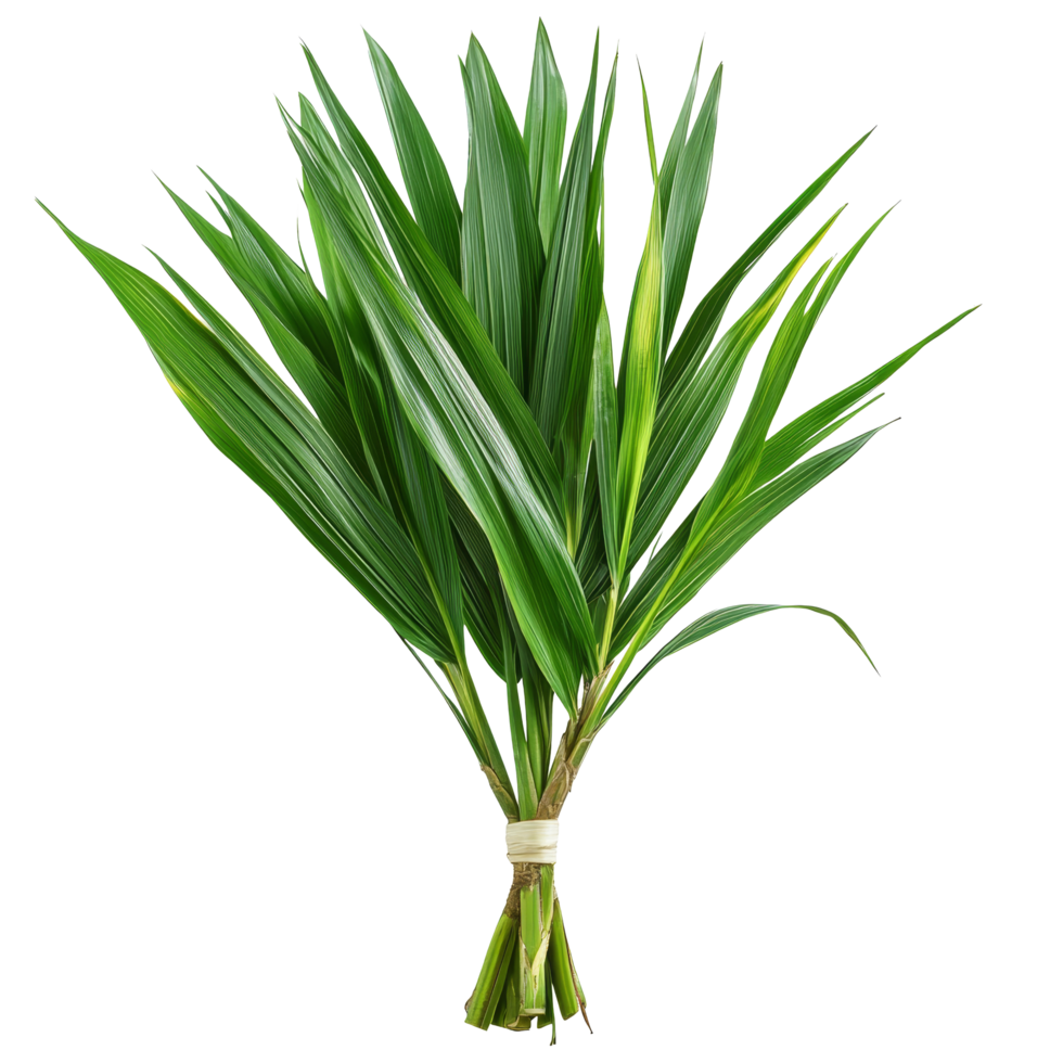 Fragrant pandan leaves bundle on a transparent background showcasing their vibrant green color and unique texture, Pandanus Palm, Fragrant Pandan, Pandom wangi on transparent background png