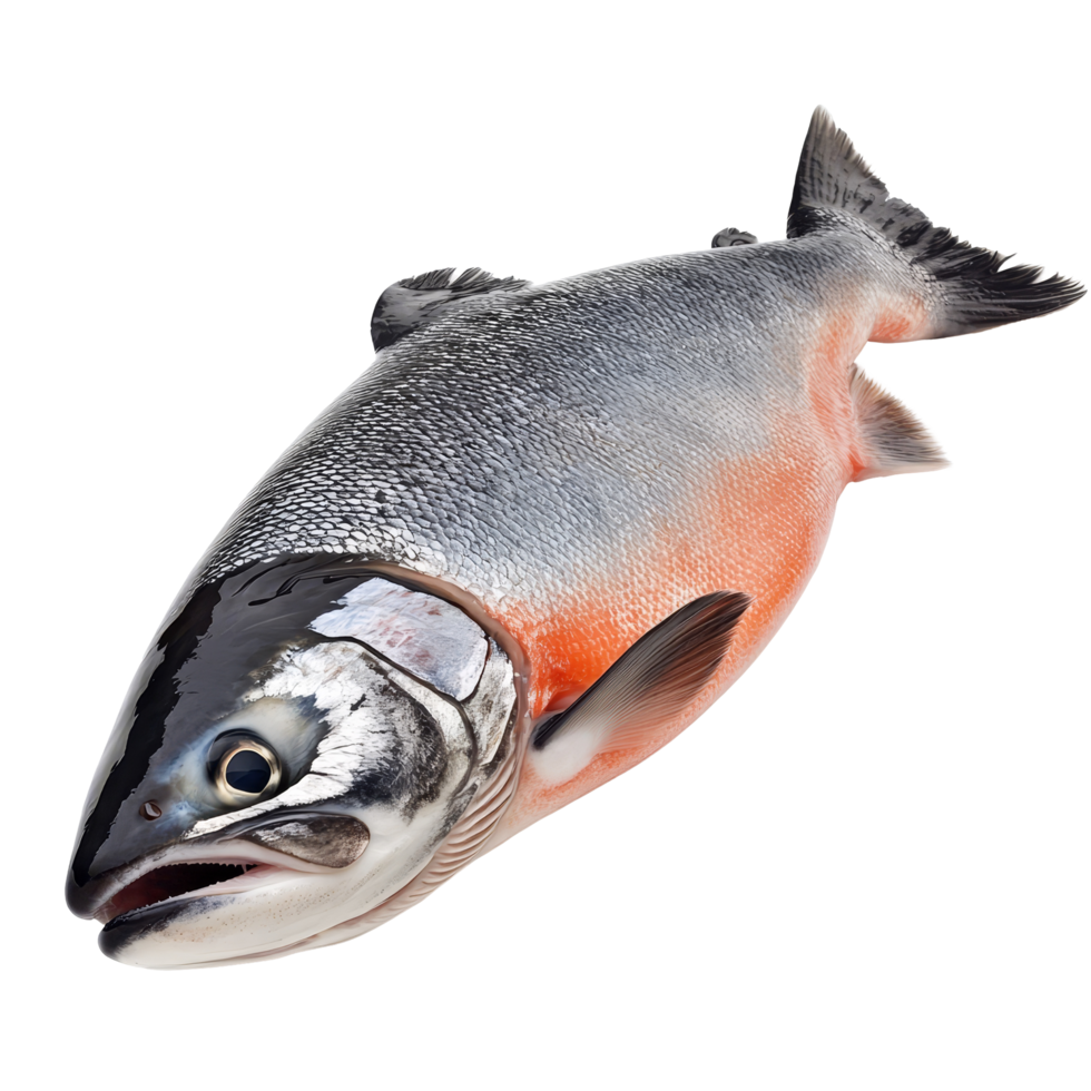 A salmon fish rests on a pure transparent background, highlighting its sleek body and distinctive coloring, Salmon Fish Isolated on transparent background png
