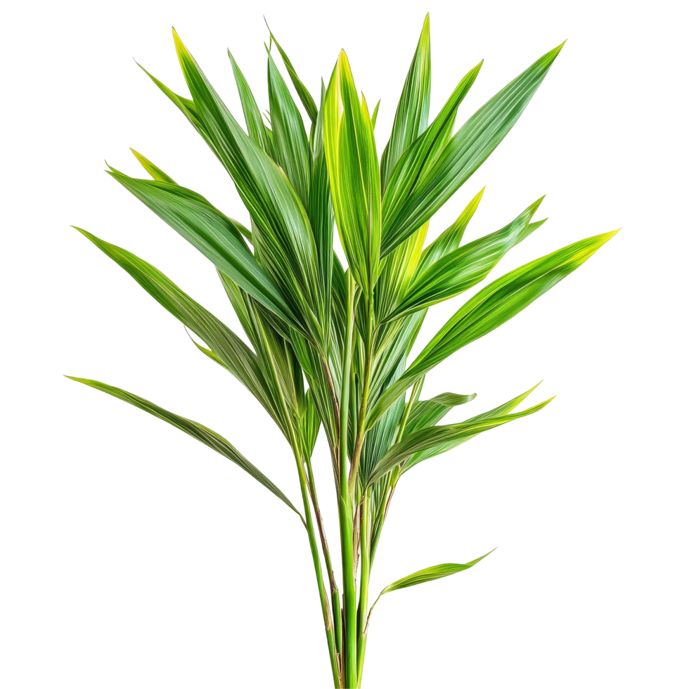 Fragrant pandan plant with lush green leaves on a transparent background, showcasing its vibrant growth in a natural setting, Pandanus Palm, Fragrant Pandan, Pandom wangi on transparent background png