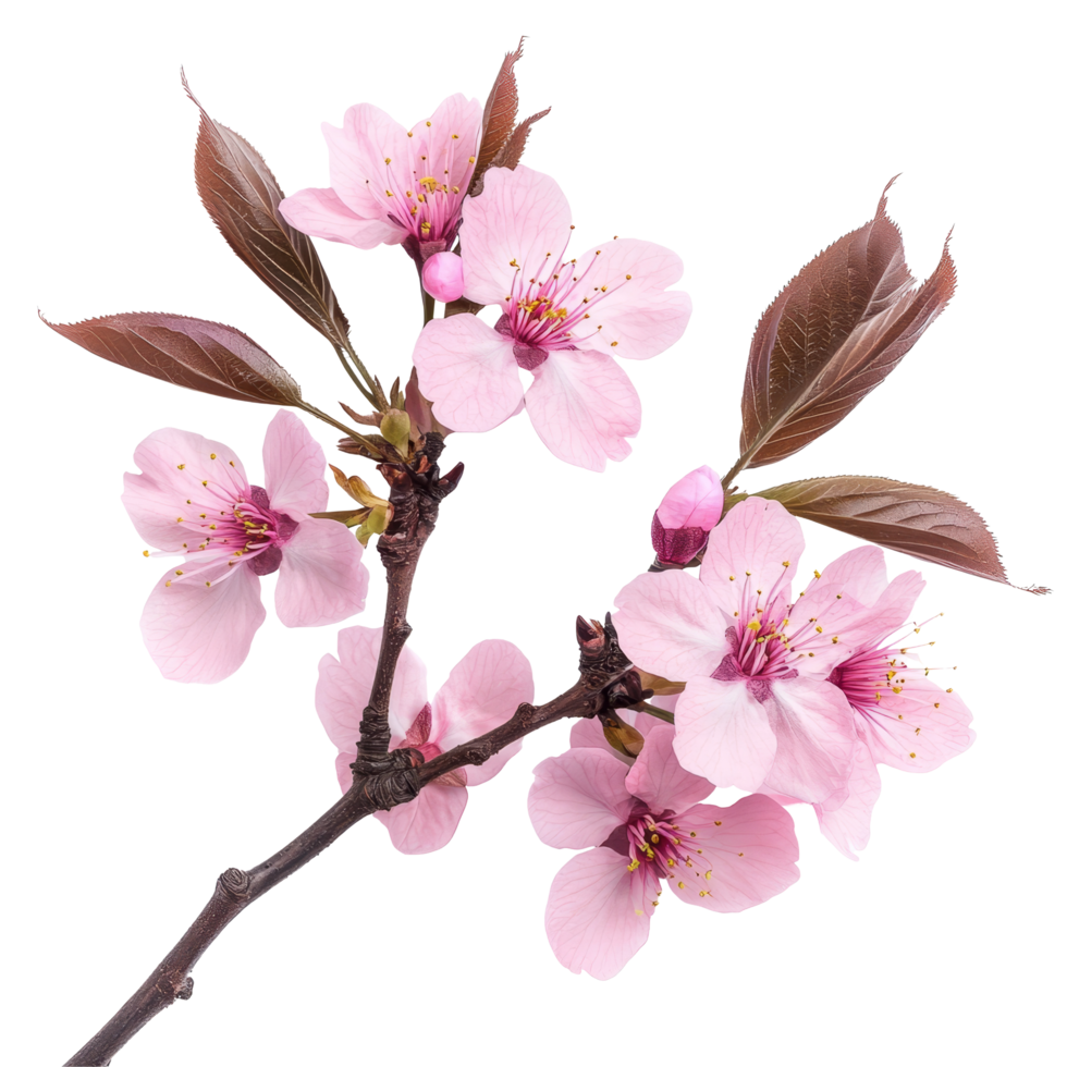 Delicate sakura blossoms on a branch isolated against a bright transparent background, floral sakura flowers isolated on transparent background cutout png