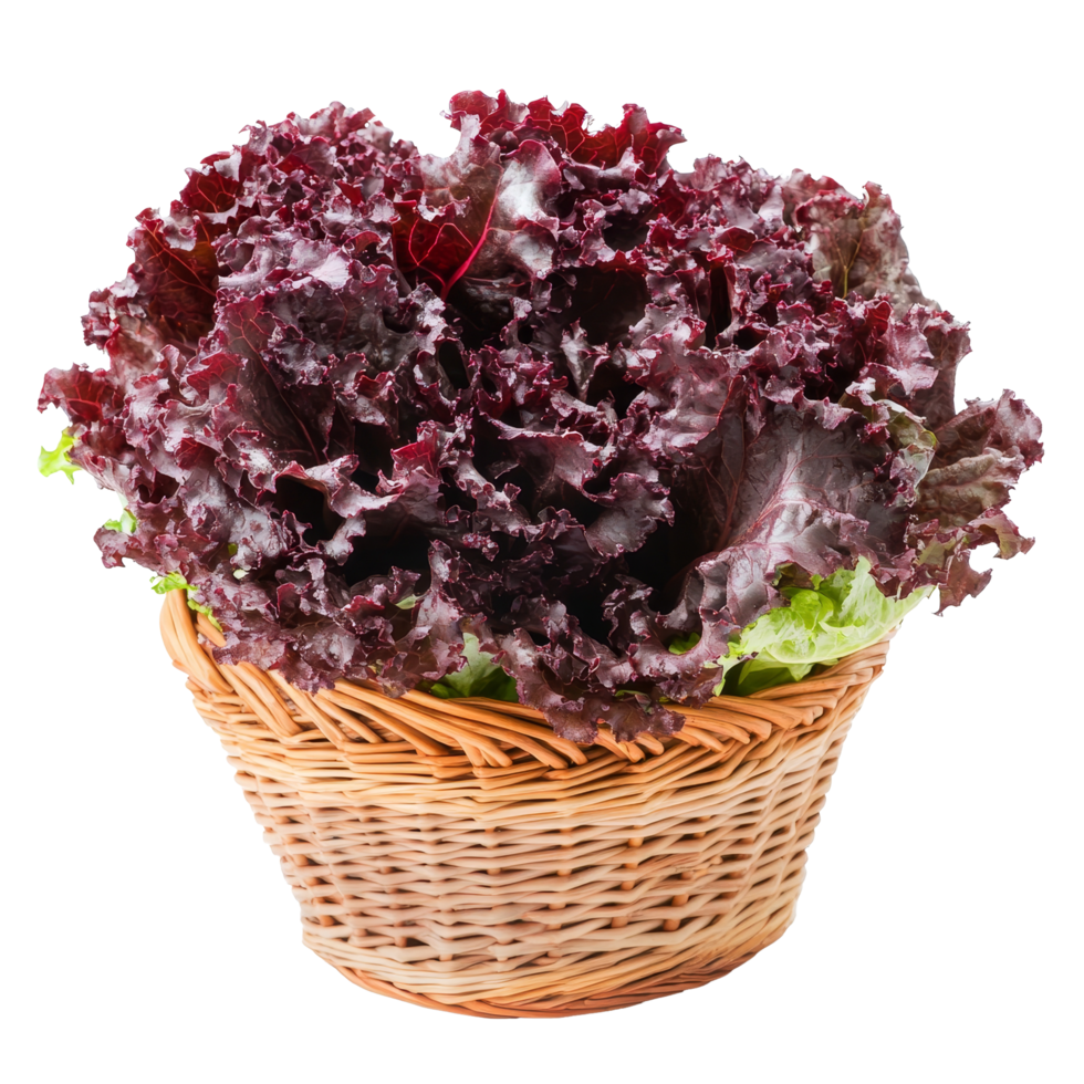 Fresh red lettuce harvested and placed in a woven basket, showcasing vibrant color against a clean transparent background, Fresh red lettuce in the basket isolated on transparent background png