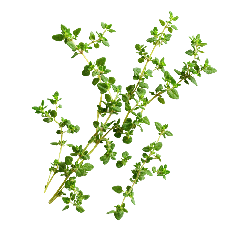 Fresh thyme leaves isolated on a clean transparent background for culinary and aromatic use in cooking, thyme leaves isolated on transparent background png