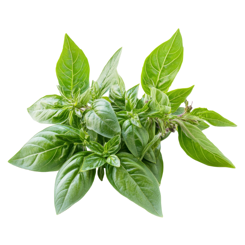 Fresh Thai basil leaves isolated on a transparent background, highlighting their vibrant green color and texture, thai basil isolated on transparent background png