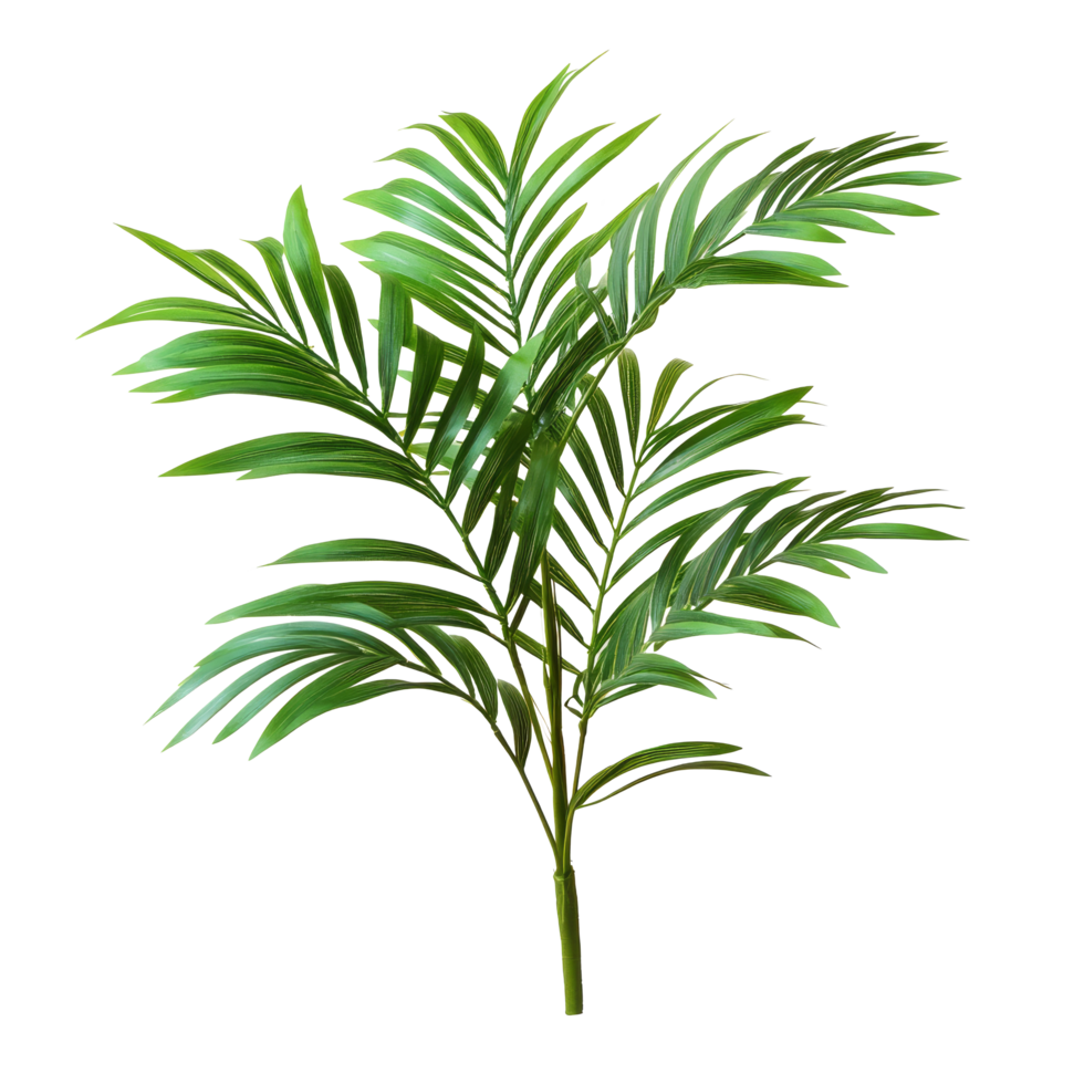 Vibrant green palm tree leaf isolated on a clean transparent background for design or decoration purposes, green leaf palm tree isolated on transparent backgroundfile png