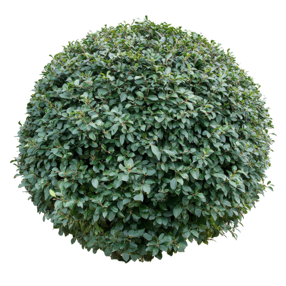 Round bush with dense green foliage against a plain transparent background showcasing natural structure and design, round bush transparent background png